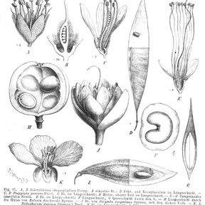 Lámina botánica con el detalle de la flor, el fruto y la semilla.