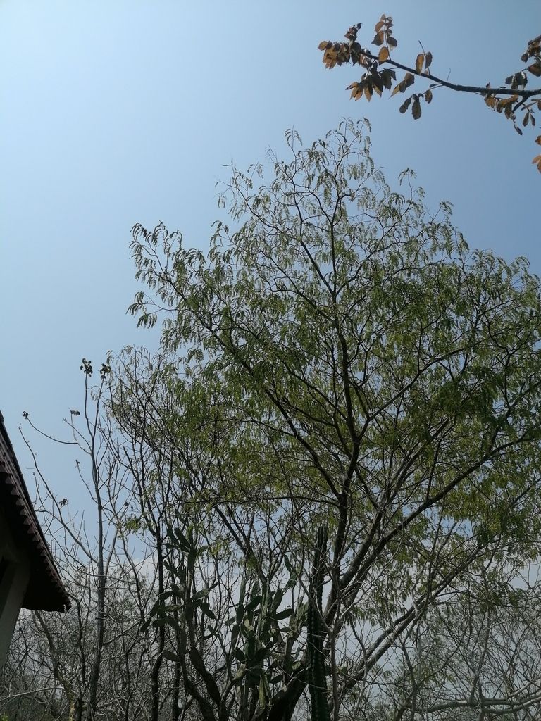 Árbol de follaje fino y copa abierta, contra el cielo azul.