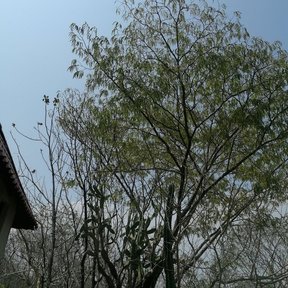 Árbol de follaje fino y copa abierta, contra el cielo azul.