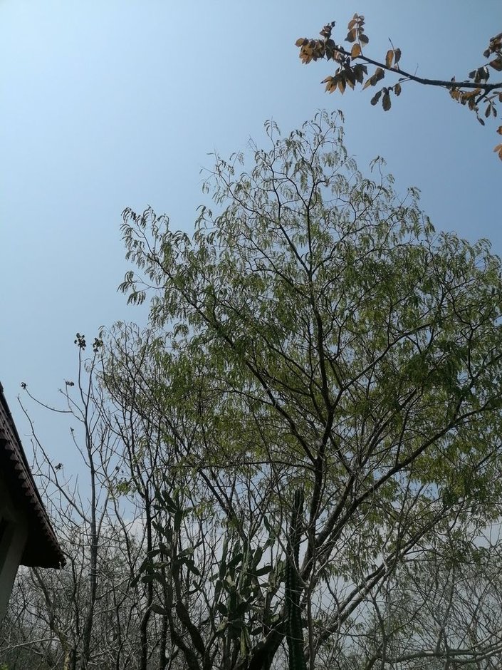 Árbol de follaje fino y copa abierta, contra el cielo azul.
