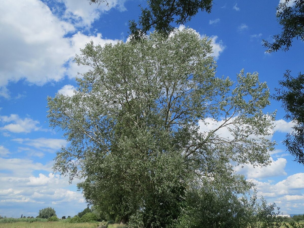 Árbol entero en un prado, con la copa plateada y el cielo detrás.