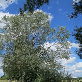 Árbol entero en un prado, con la copa plateada y el cielo detrás.