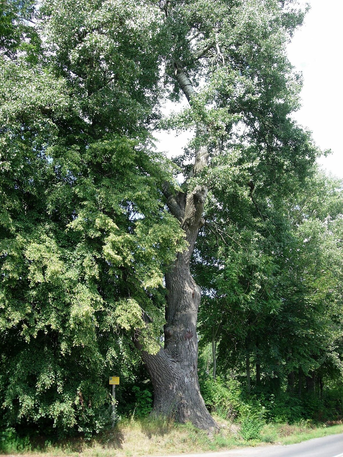 Álamo de tronco grueso junto a una carretera, en plena hoja.