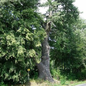 Álamo de tronco grueso junto a una carretera, en plena hoja.