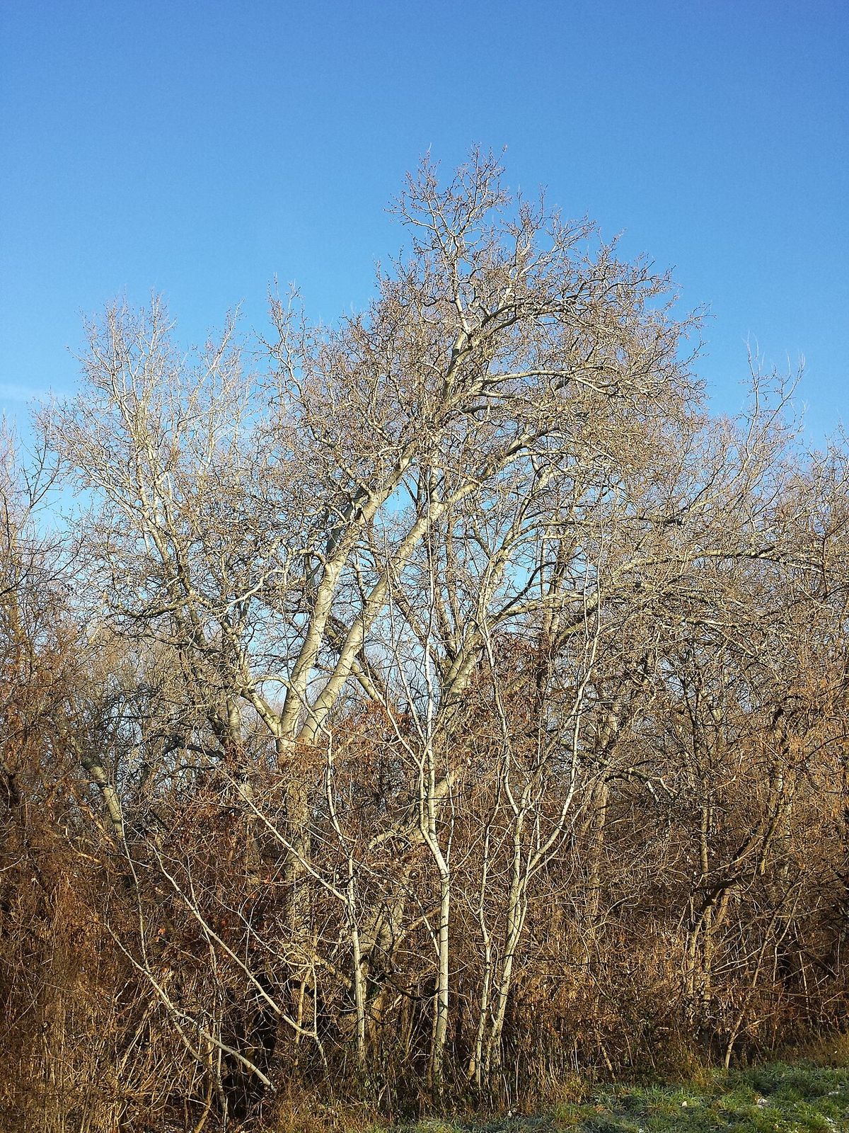 Varios álamos sin hoja en invierno, sobre una espesura seca.