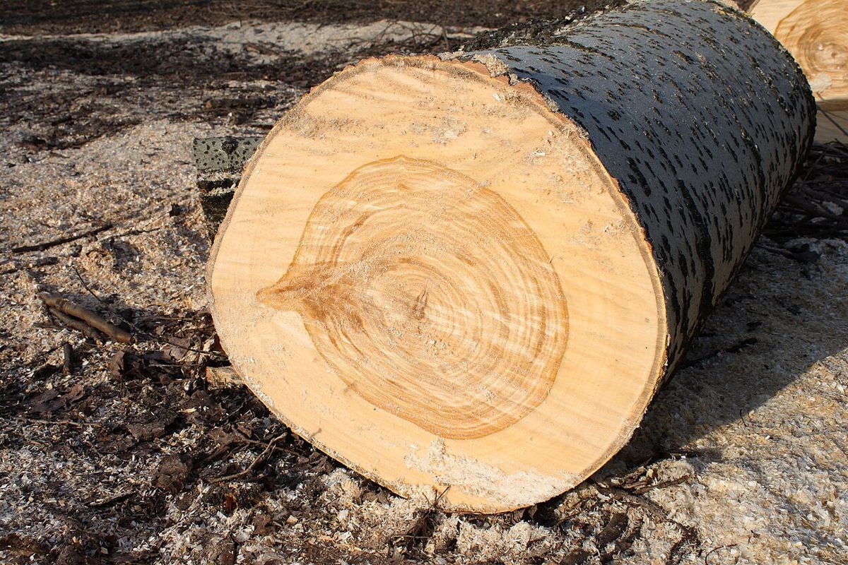 Tronco recién cortado en el suelo, de corteza oscura y madera clara.