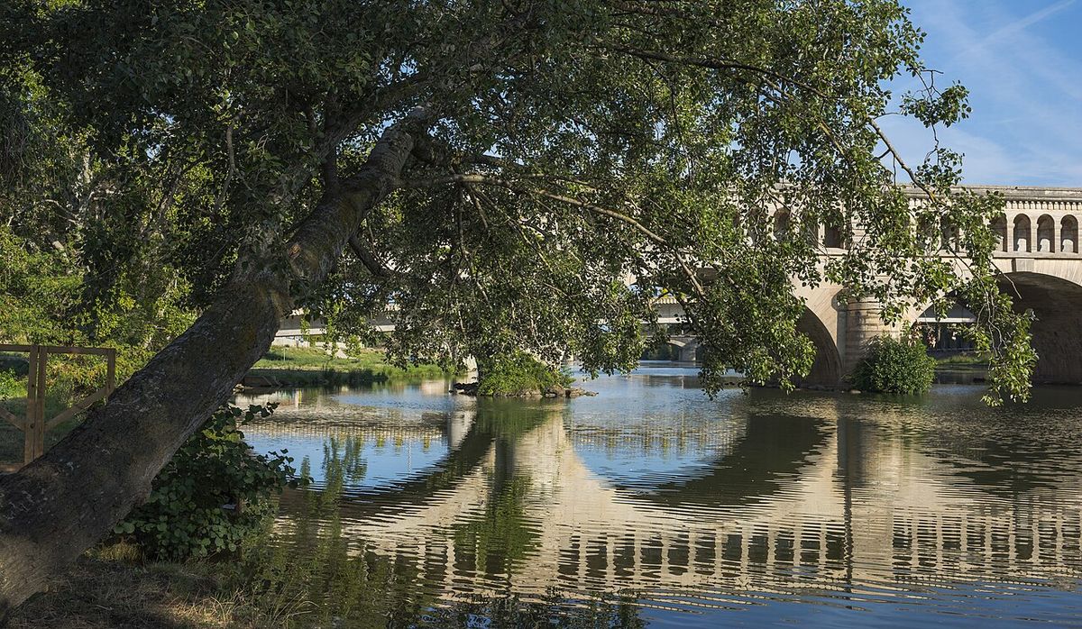Álamo inclinado sobre un río, frente a un puente de piedra.