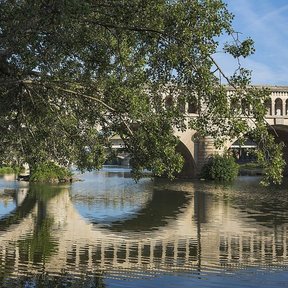 Álamo inclinado sobre un río, frente a un puente de piedra.