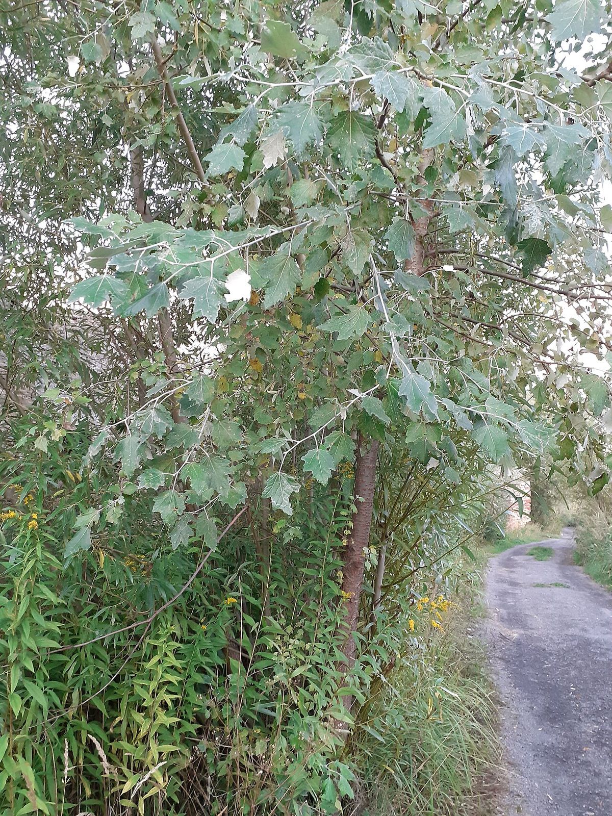 Ramas con hojas de envés blanco junto a un camino.