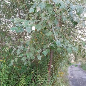 Ramas con hojas de envés blanco junto a un camino.