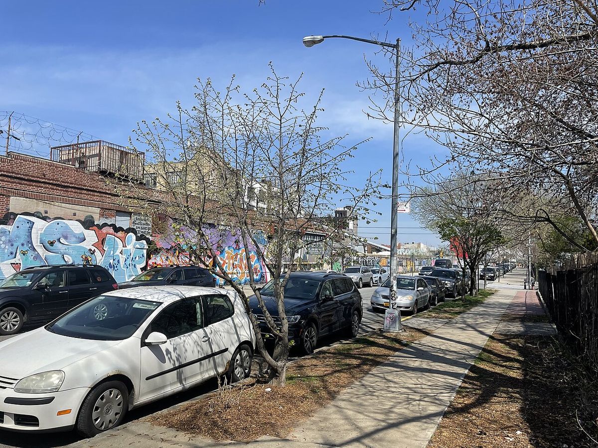 Álamos sin hoja a lo largo de una acera, junto a los coches.
