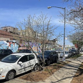 Álamos sin hoja a lo largo de una acera, junto a los coches.