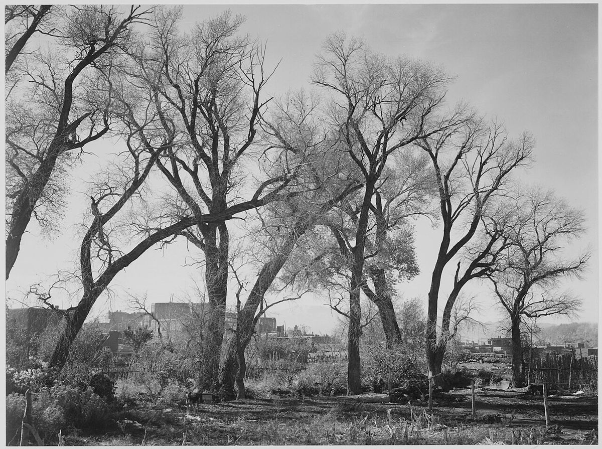 Álamos sin hoja sobre un llano, en blanco y negro.