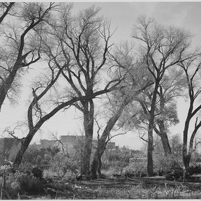 Álamos sin hoja sobre un llano, en blanco y negro.