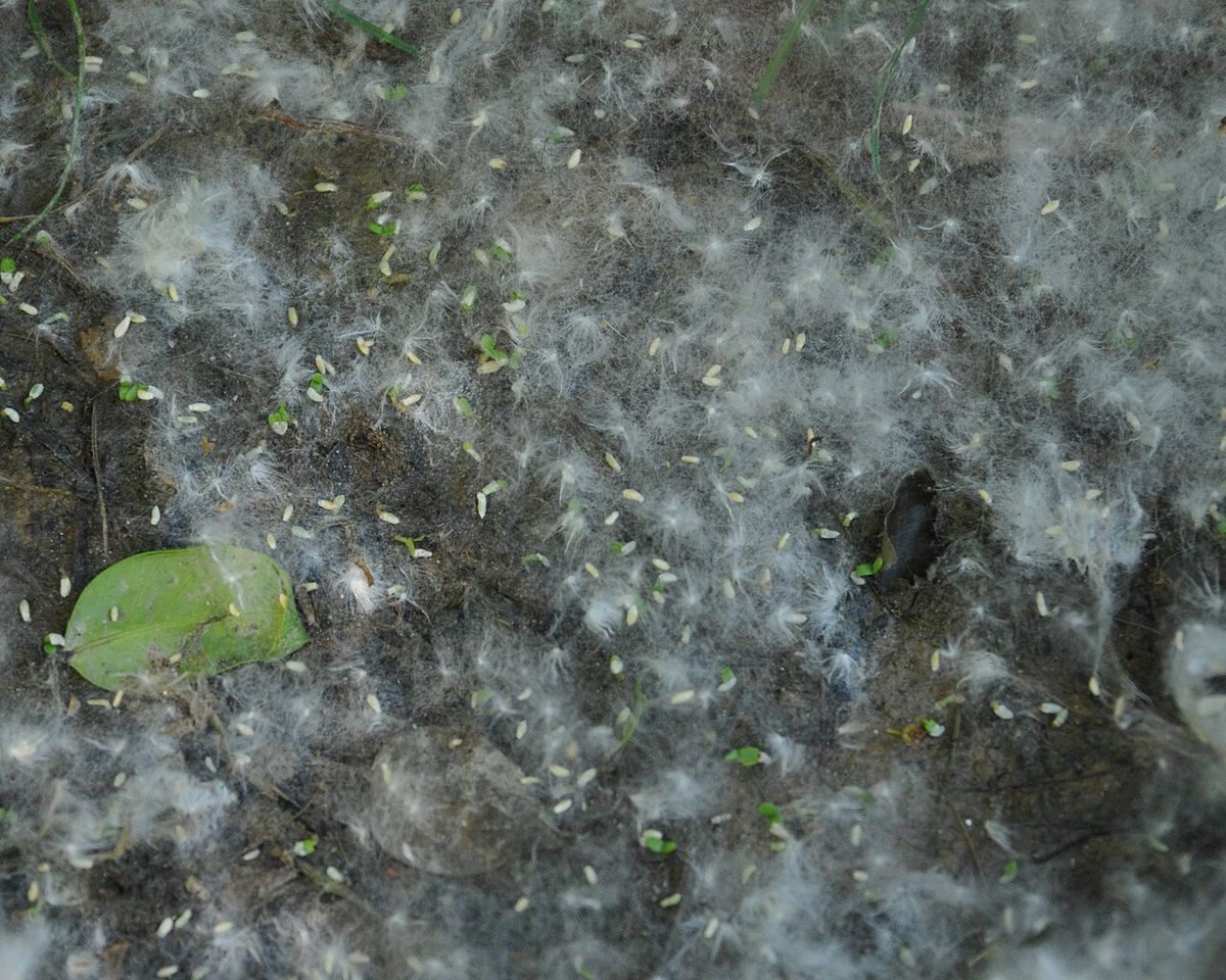 Semillas algodonosas acumuladas en el suelo.