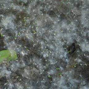 Semillas algodonosas acumuladas en el suelo.