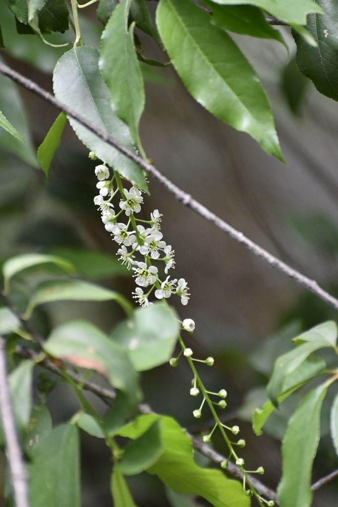 Racimo de flores blancas y capullos colgando entre hojas largas.