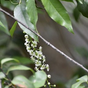 Racimo de flores blancas y capullos colgando entre hojas largas.