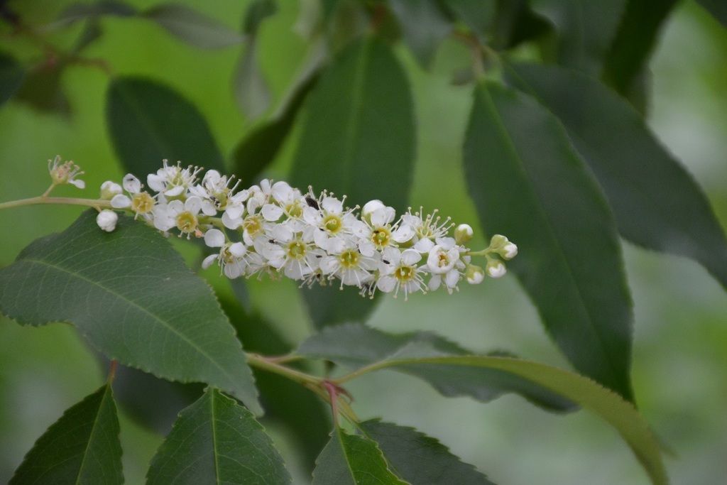 Racimo denso de flores blancas abiertas, con el centro amarillo.
