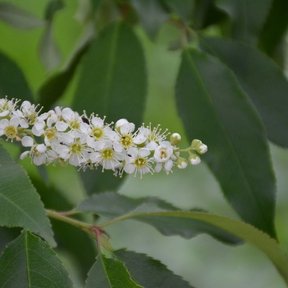Racimo denso de flores blancas abiertas, con el centro amarillo.