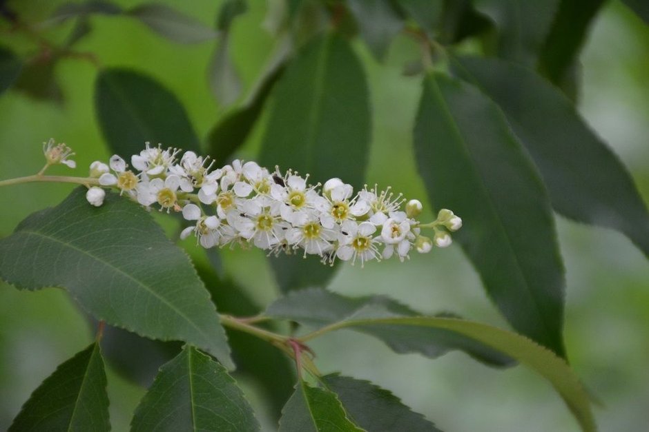 Racimo denso de flores blancas abiertas, con el centro amarillo.