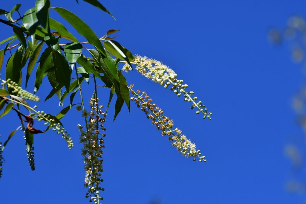 Racimos colgantes y hojas estrechas contra el cielo azul.