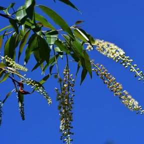 Racimos colgantes y hojas estrechas contra el cielo azul.