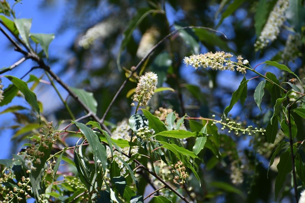 Ramas con varios racimos en flor, vistas desde abajo.