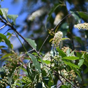 Ramas con varios racimos en flor, vistas desde abajo.