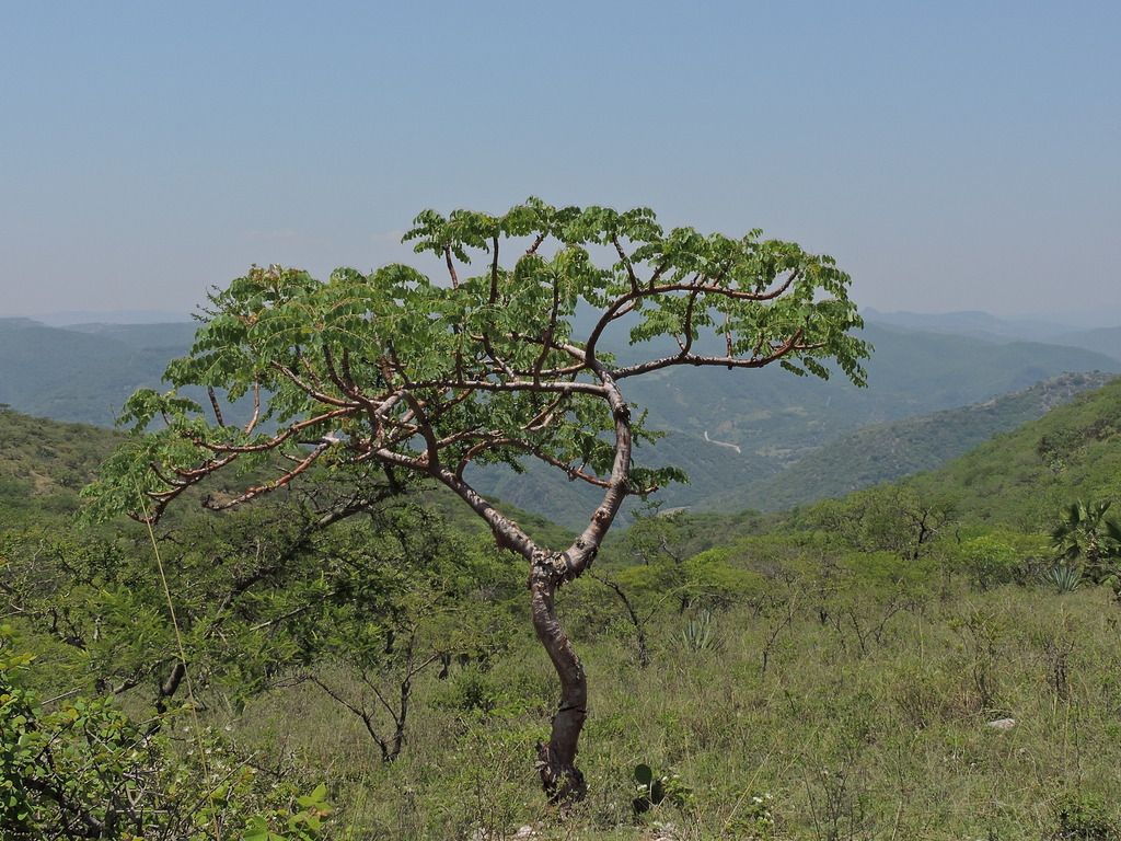 Árbol solo de copa aparasolada, en una ladera con vista a los cerros.