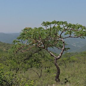 Árbol solo de copa aparasolada, en una ladera con vista a los cerros.