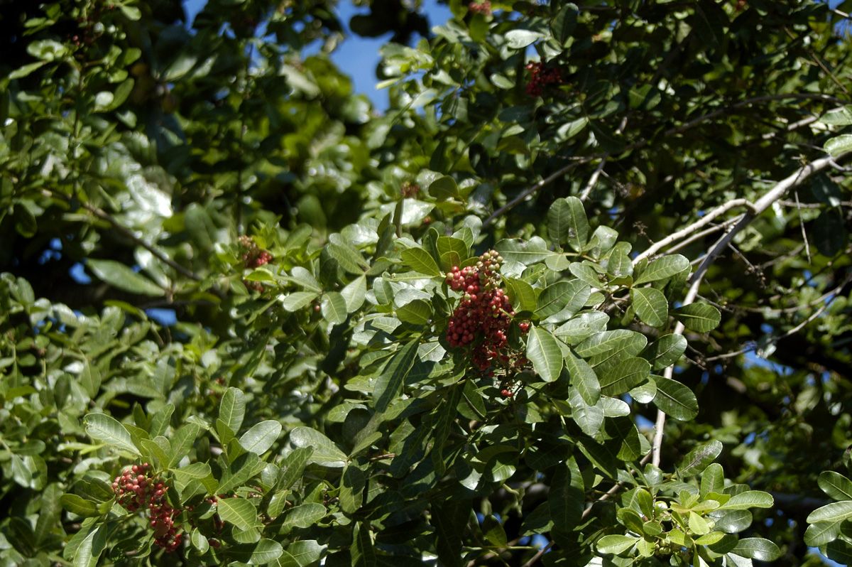 Racimos de frutos rojos entre el follaje, contra el cielo.