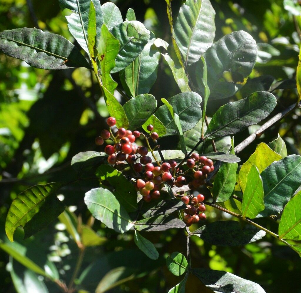 Hojas compuestas y racimos de frutos rojos y verdes.