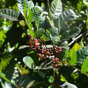 Hojas compuestas y racimos de frutos rojos y verdes.