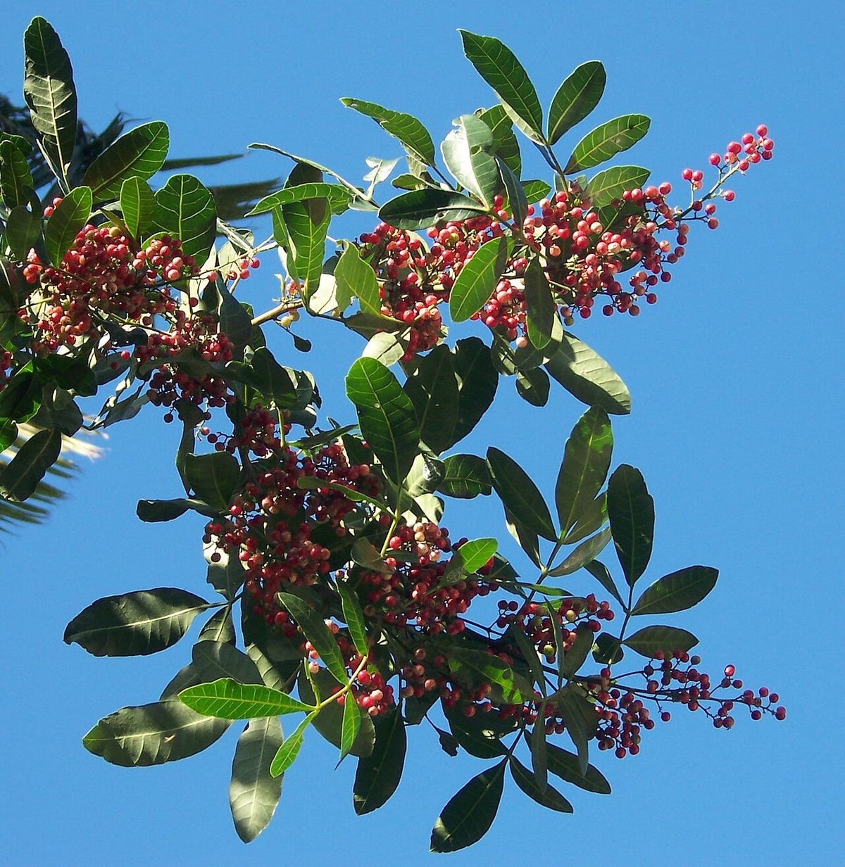 Racimos de frutos rojos y hojas contra el cielo azul.