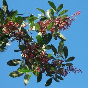 Racimos de frutos rojos y hojas contra el cielo azul.