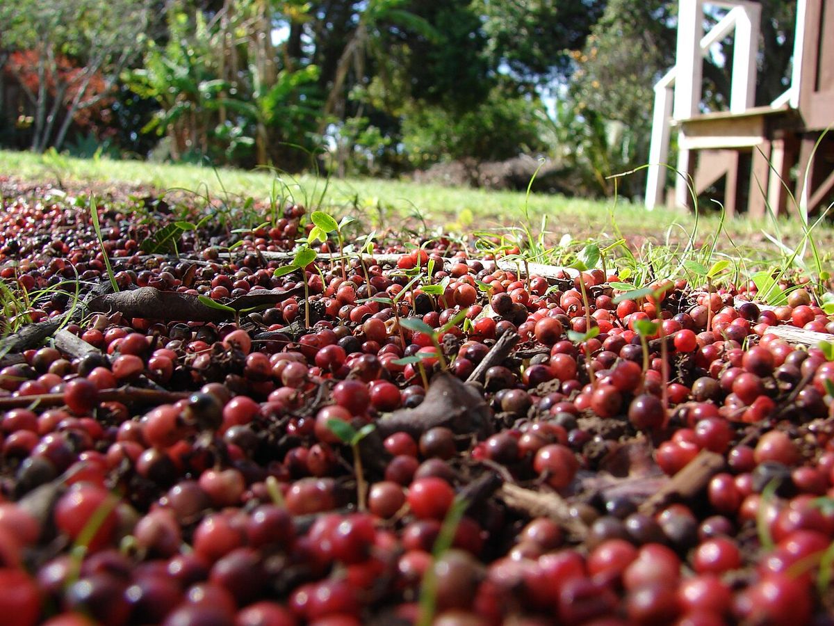Frutos rojos caídos que cubren el suelo bajo el árbol.