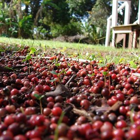 Frutos rojos caídos que cubren el suelo bajo el árbol.