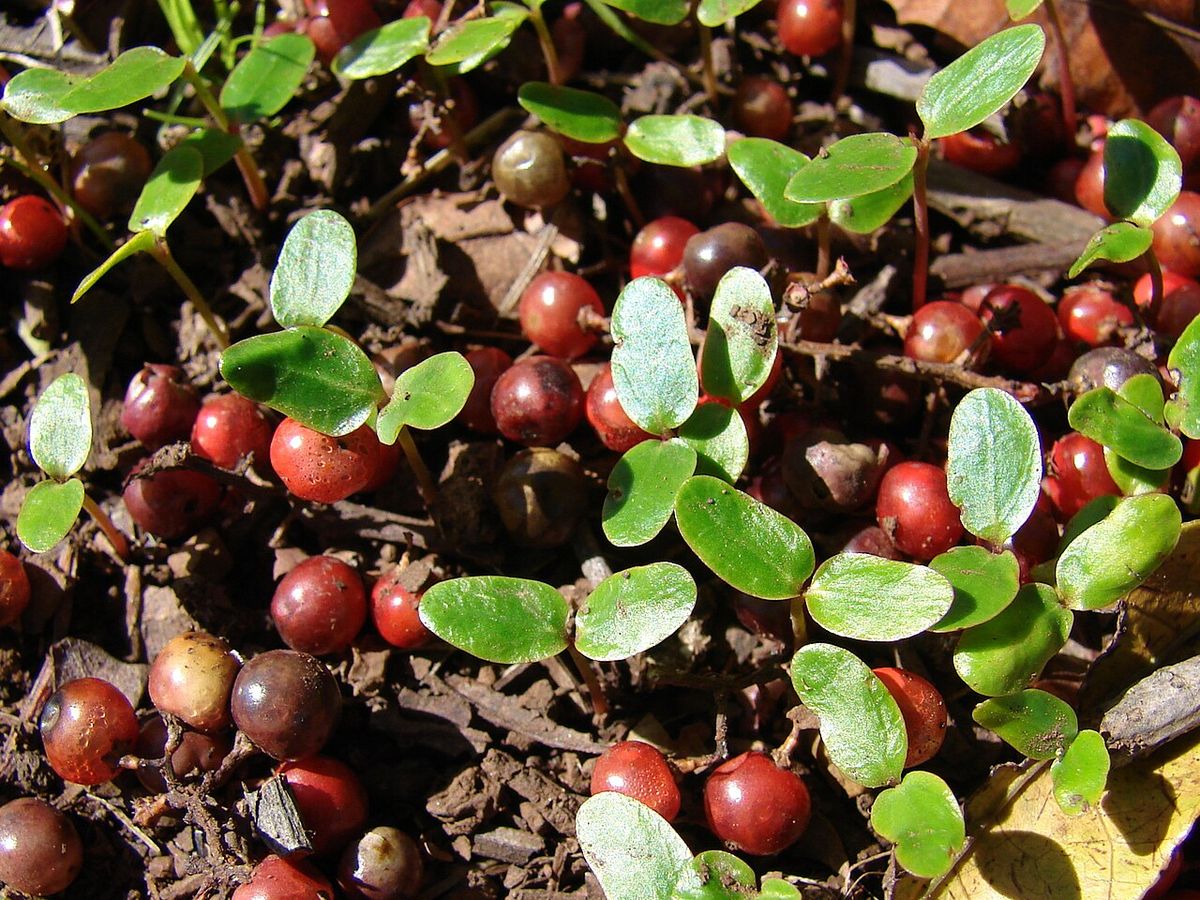 Frutos caídos y plántulas germinando sobre la hojarasca.