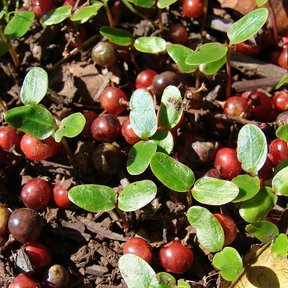 Frutos caídos y plántulas germinando sobre la hojarasca.