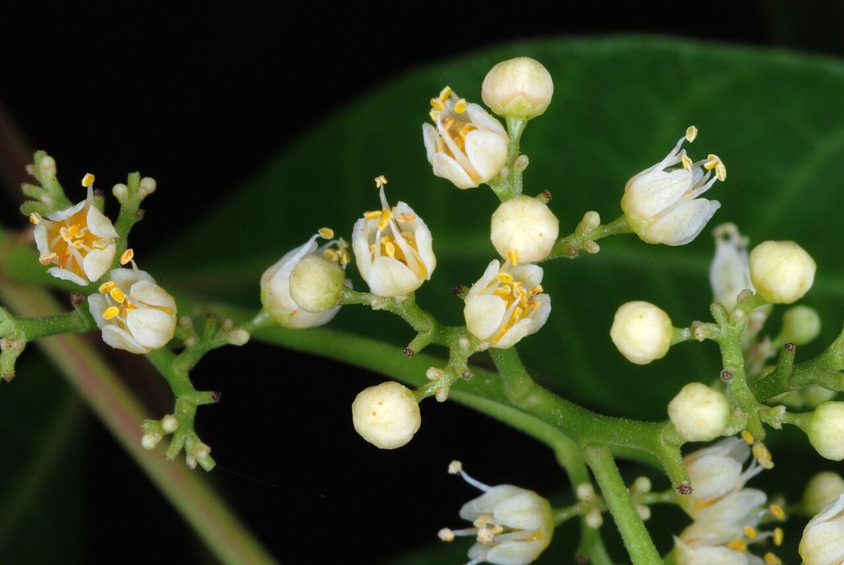 Flores blancas y capullos en un racimo, vistos de cerca.