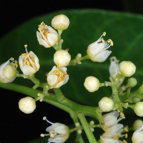 Flores blancas y capullos en un racimo, vistos de cerca.