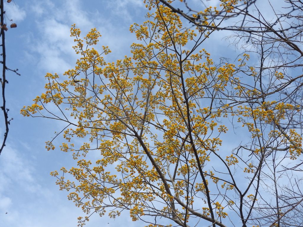 Copa cargada de flores amarillas vista desde abajo, contra el cielo.