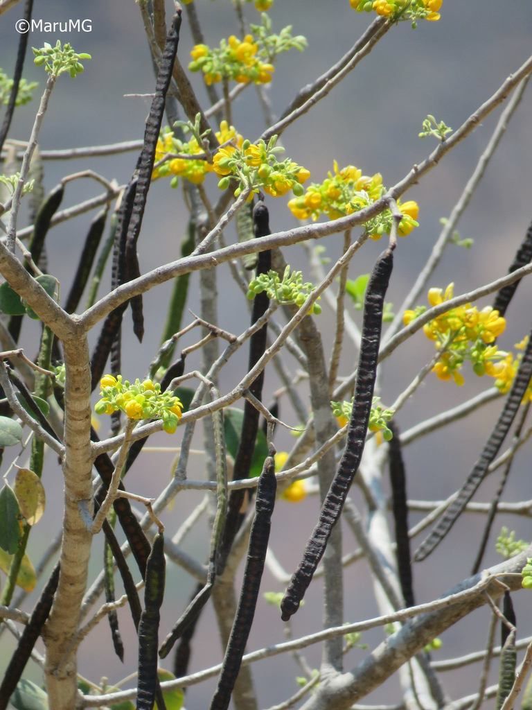 Vainas largas y oscuras colgando entre ramas con flores.