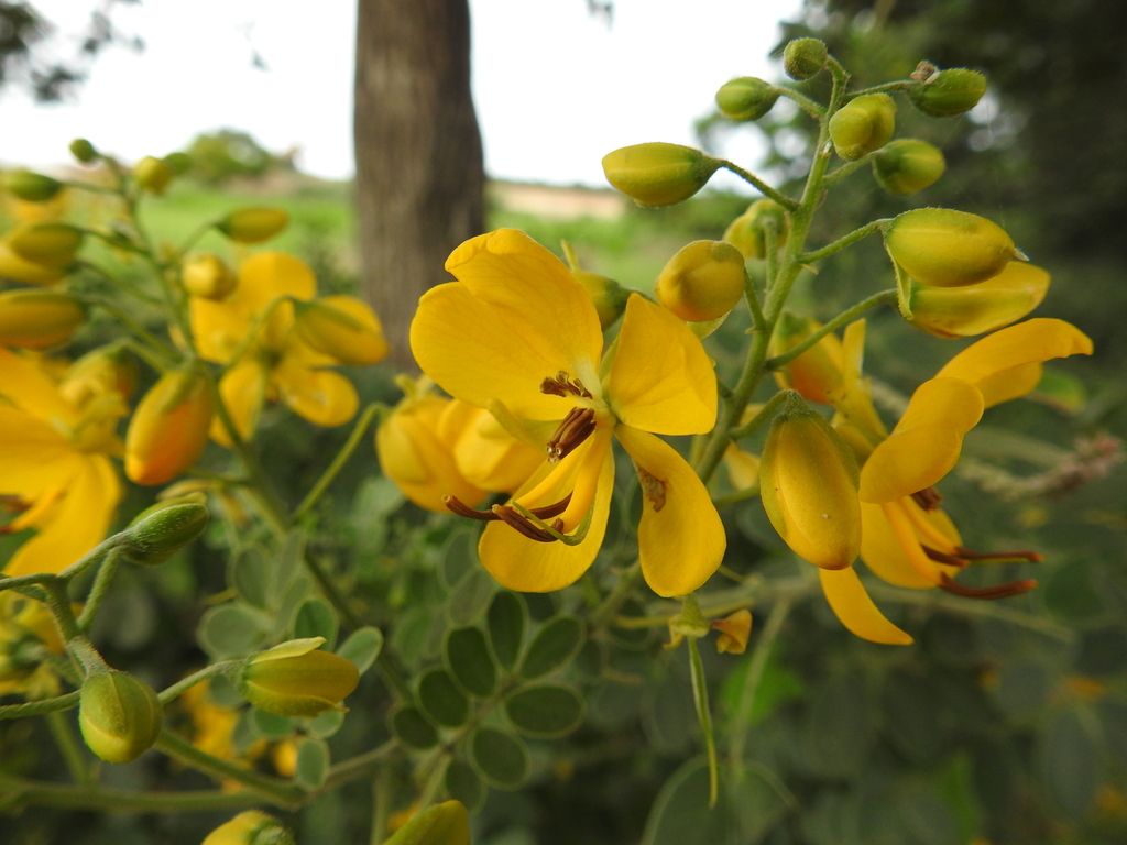 Flores amarillas abiertas, con los estambres a la vista.
