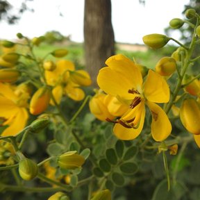 Flores amarillas abiertas, con los estambres a la vista.
