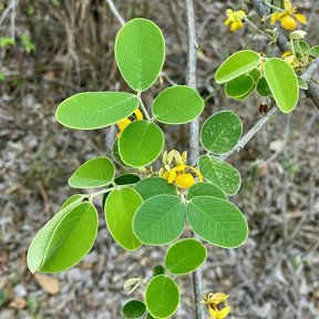 Hojas redondeadas y flores pequeñas en una rama, sobre suelo pedregoso.