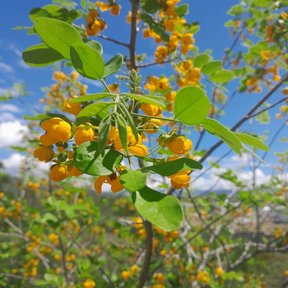 Flores amarillas y hojas recortadas contra el cielo.