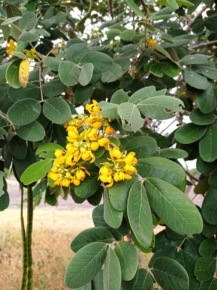 Hojas grandes y un racimo de flores amarillas en el centro.