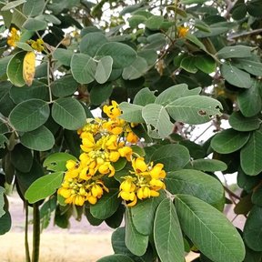 Hojas grandes y un racimo de flores amarillas en el centro.